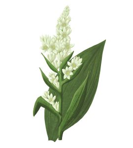 Veratrum-album-gemeiner-Nieswurz-Antroprosophie-und-Homöopathie-Schwabing